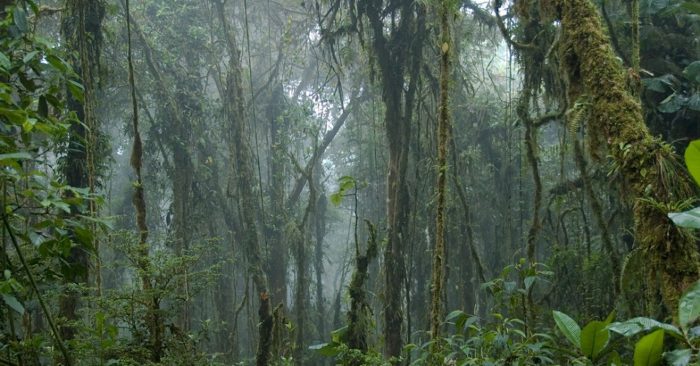 Monteverde, Costa Rica